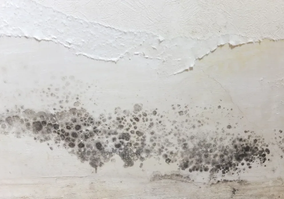 Black,Spots,Of,Toxic,Mold,And,Mildew,Bacteria,On,A